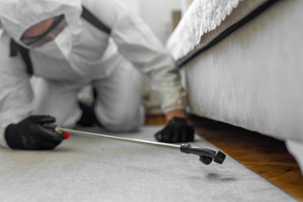 Professional Bed Bug Control technician working in Round Lake Park, IL